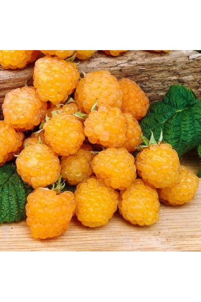 Крупним планом жовто-золотисті ягоди малини ‘Ол Голд’.